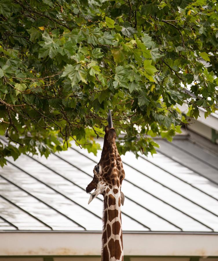 Quentin Zoo Hotel Amsterdam Eksteriør bilde